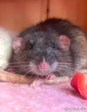 Rattenböcken   Ratten