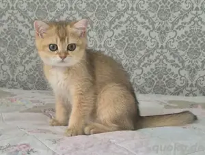 BKH Kitten  Bild 2
