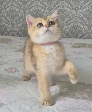BKH Kitten  Bild 3