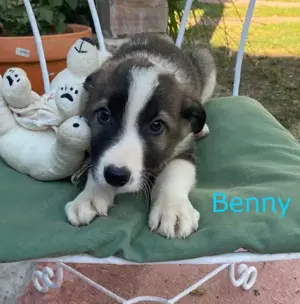 Süßer Benny sucht eine Familie!