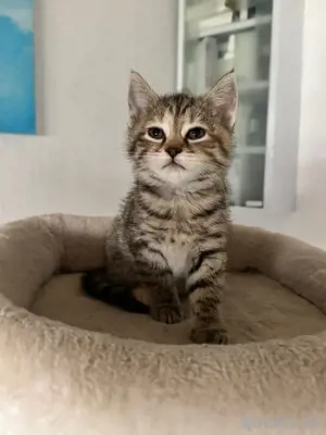 EKH kitten 