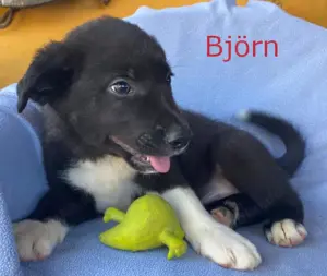Hundebaby Björn auf der Suche!