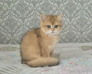BKH Kitten  Bild 5