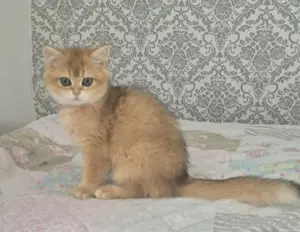 BKH Kitten  Bild 4