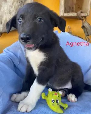 Süße Agnetha sucht eine Familie!