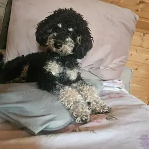 Zuckersüßer Pudel-Bub sucht Bestplatz!