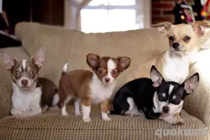 Chihuahua mini welpen