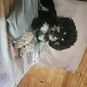Zuckersüßer Pudel-Bub sucht Bestplatz!