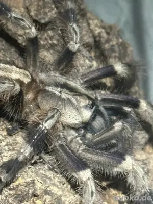 suche poecilotheria