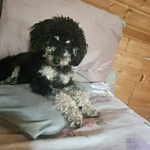 Zuckersüßer Pudel-Bub sucht Bestplatz!
