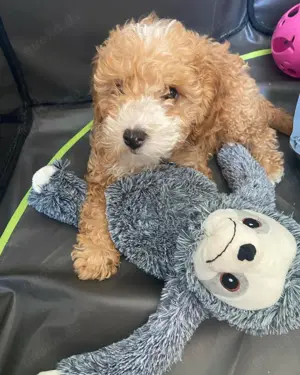 Cockapoo-Welpen