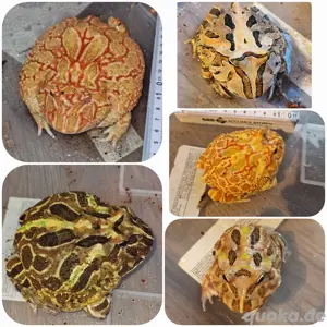 Schmuckhornfrosch,  PacMan, Ceratophrys cranwelli 