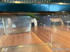 Phelsuma Grandis  Grosser Madagascar Taggecko