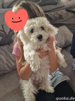 Maltipoo Welpen Auszugsbereit Malteser Pudel Mix 