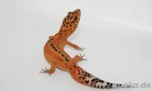 Inferno 0.1 Weibchen 24' 
