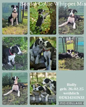 Border Collie Whippet Mix 