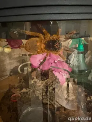 Vogelspinne Murinus 0.1
