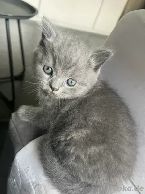 Britisch Kurzhaar Kitten Schmusebärchen suchen ein liebevolles Zuhause  