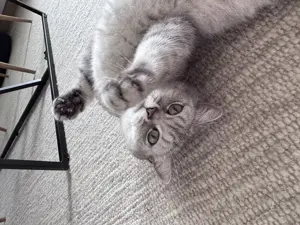 Wunderschöne BKH Katze sucht liebevolles Zuhause   