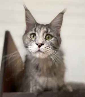 Maine Coon Katze mit Stammbaum