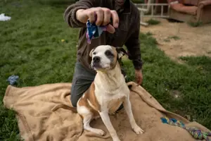 Miller, z.Zt. in Ungarn, er ist unkompliziert, freundlich, verspielt und verträglich mit Hunden.