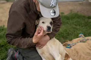 Miller, z.Zt. in Ungarn, ist unkompliziert, freundlich, verspielt und verträglich mit Hunden Bild 3