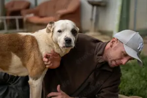 Miller, z.Zt. in Ungarn, ist unkompliziert, freundlich, verspielt und verträglich mit Hunden Bild 6
