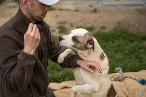 Miller, z.Zt. in Ungarn, ist unkompliziert, freundlich, verspielt und verträglich mit Hunden Bild 4