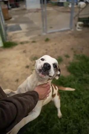Miller, z.Zt. in Ungarn, ist unkompliziert, freundlich, verspielt und verträglich mit Hunden Bild 2