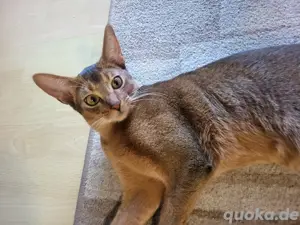 Abessinier Deckkater in Wildfarbe!