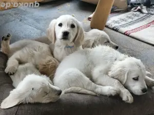 Golden Retriever Welpen