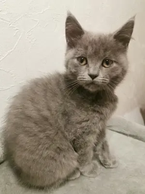 3 Wunderschöne BKH und Main Coon Mischlingskitten 