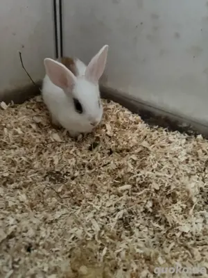 Baby Kaninchen