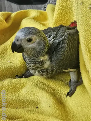 1.0 Graupapagei Baby Männchen zahme Handaufzucht
