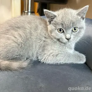 Bkh Kater