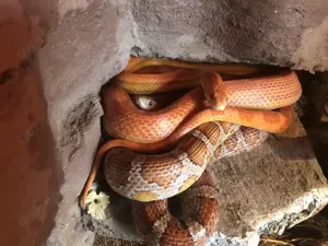 2 kornnattern inklusive Futter Terrarium und Zubehör 