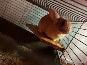 Kaninchen 