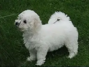 wunderschöner Bichon Frise Welpe - Rüde - im Teddylook
