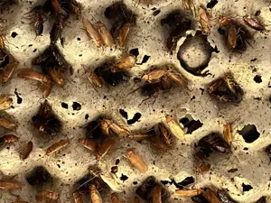 Schokoschaben (Shelfordella lateralis) zu verkaufen, Insekten, Futter