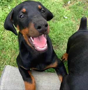 Dobermannwelpen