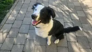 Border Collie Jungrüde