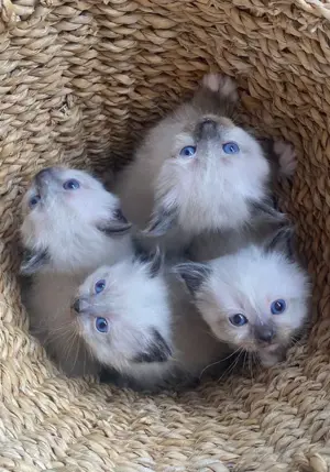 Heilige Birma Kitten - WunderSchönSehrLieb
