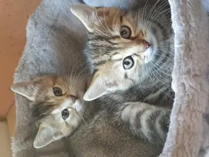 Kitten Bengal-Britisch-Mix abzugeben 