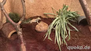 Bartagame männlich plus zubehör 
