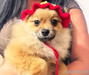pomeranian zwergspitz 4,5 monate alt 
