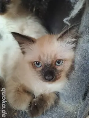 siam ragdoll kitten katzenbabys 