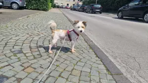 Marie sucht ihr liebevolles zuhause.