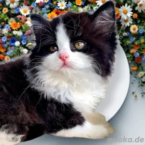 Reinrassige BKH BLH Junge