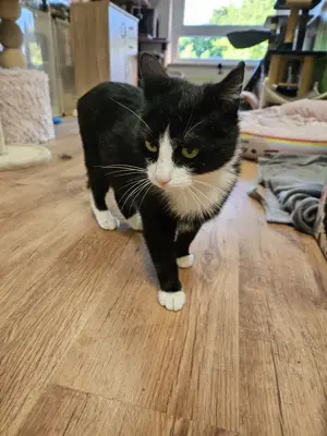 Katze Ca 1 Jahr alt   Schwarz   weiß 