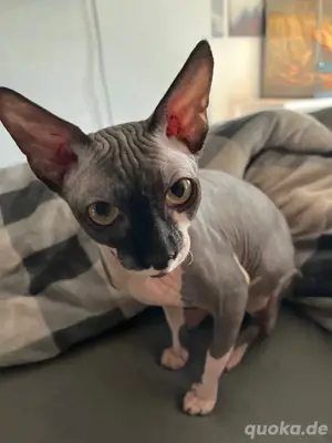 sphynx katze 